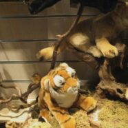 Peluche National Geographic!
